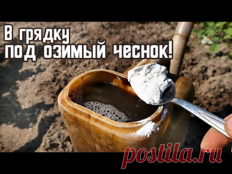 В конце августа начале сентября сделайте грядку под озимый чеснок этим способом! Урожай будет супер