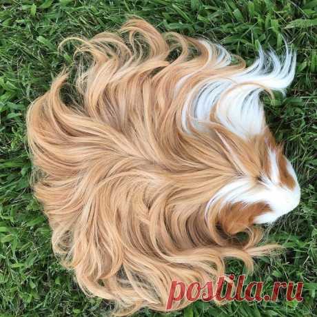 Приз за самую завидную гриву достаётся морским свинкам