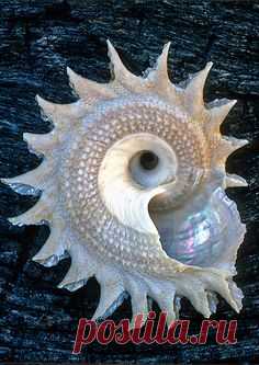 (2994) Pinterest