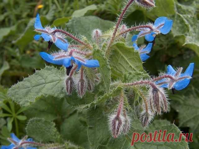 Бораго

Огуречная трава, огуречник, бурачник, бораго (лат. Borago) — монотипный род семейства Бурачниковые (Boraginaceae). Единственный вид — бурачник лекарственный (лат. Borago officinalis) — однолетнее травянистое растение. Однолетнее растение, жестковолосистое, высотой 60—100 см. Стебель прямой или восходящий, толстый, ребристый, полый, вверху разветвлённый. Прикорневые и нижние стеблевые листья эллиптические или овальные, на верхушке тупые, к основанию сужены в коротки...