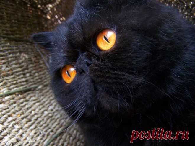black persian cat Funny Cat Wallpapers