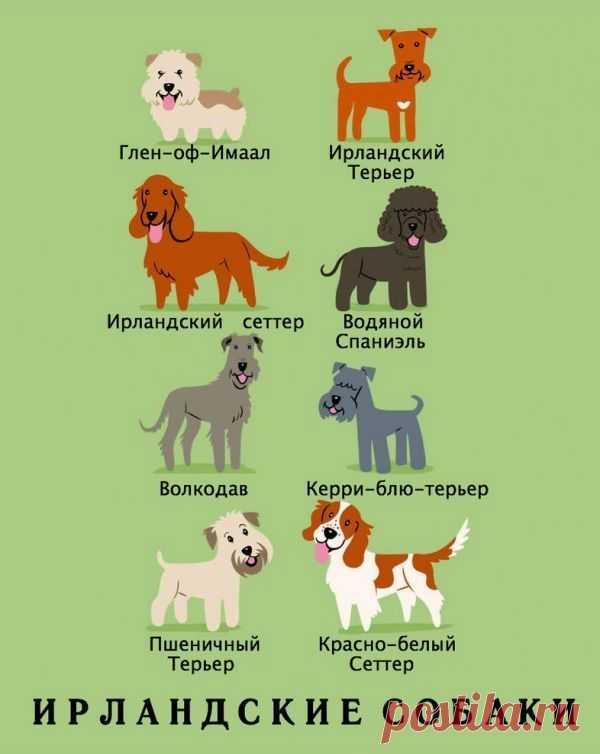 Как узнать национальность своей собаки