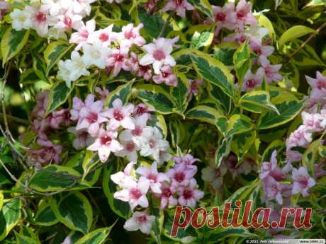 ВЕЙГЕЛА цветущая 'Вариегата'
(' Variegata') — морозостойкая, пестролистная форма с мелкими листочками. Длина листа около 5 см. Высота куста около 2,5 м. Цветок розового цвета.
