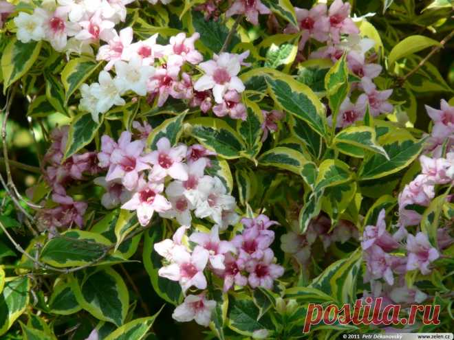 ВЕЙГЕЛА цветущая 'Вариегата'
(' Variegata') — морозостойкая, пестролистная форма с мелкими листочками. Длина листа около 5 см. Высота куста около 2,5 м. Цветок розового цвета.
