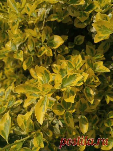 Бересклет Форчуна «Эмеральд н Голд», «Изумруд и золото» (Euonymus fortunei «Emerald`n Gold»)