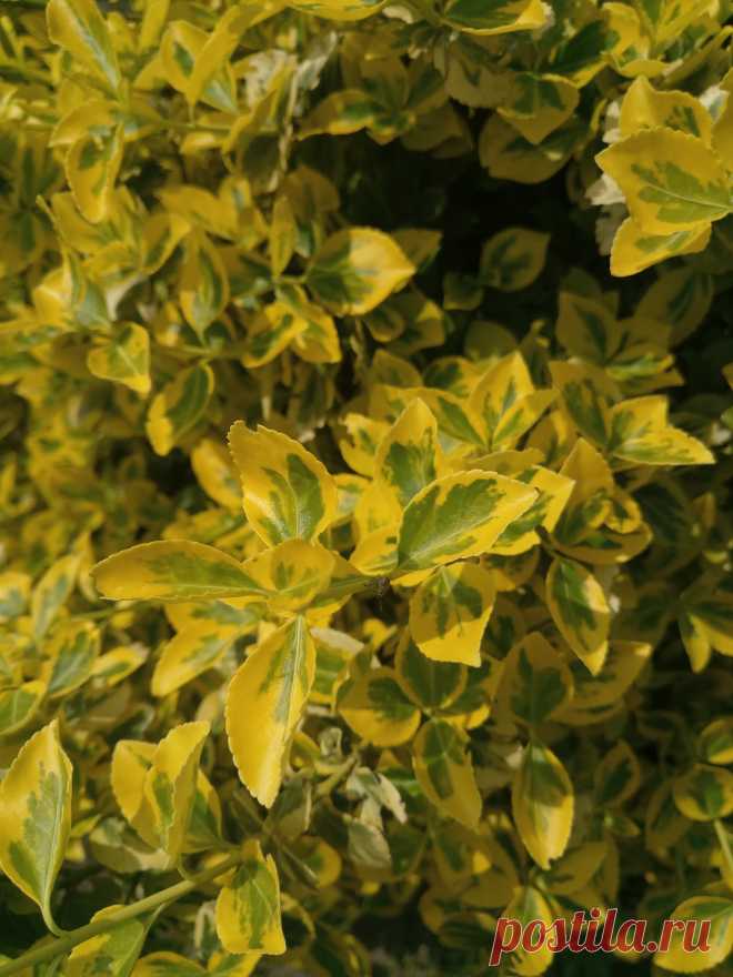 Бересклет Форчуна «Эмеральд н Голд», «Изумруд и золото» (Euonymus fortunei «Emerald`n Gold»)