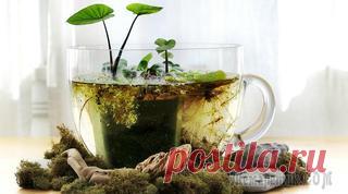 Нефролепис уход в домашних условиях