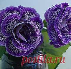 Глоксинии махровые-прекрасное рядом | каталог