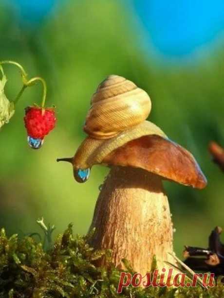 Уютный сад | цветы, дача, флористика, огород