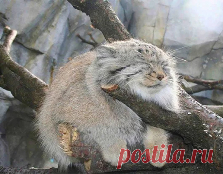 Animals - Google+