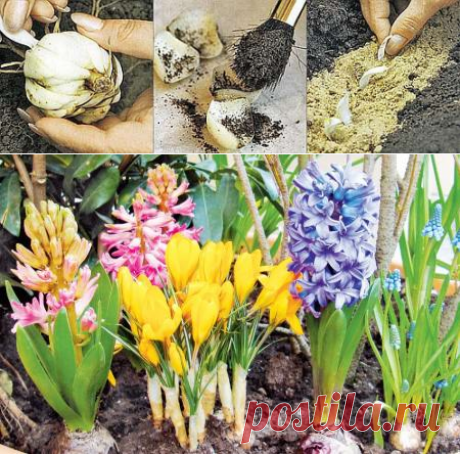 КАК СОХРАНИТЬ КУПЛЕННЫЕ ЗИМОЙ-РАННЕЙ ВЕСНОЙ РАСТЕНИЯ ДО ВЫСАДКИ В САД