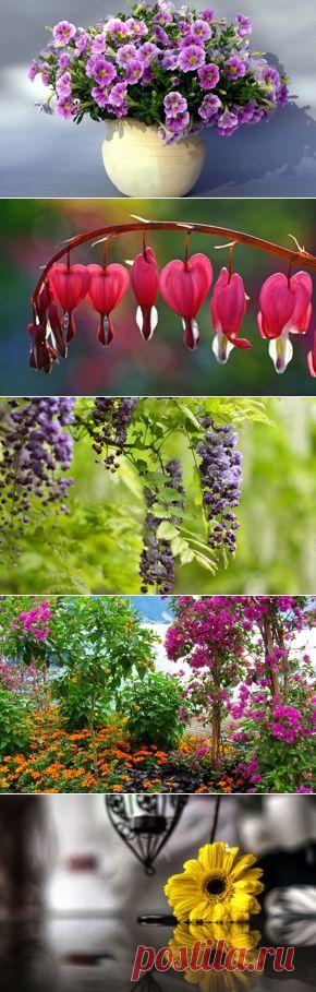 Цветы обои на рабочий стол - страница 79