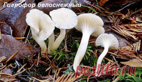Грибы ГИГРОФОРЫ