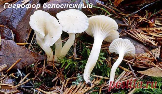 Грибы ГИГРОФОРЫ