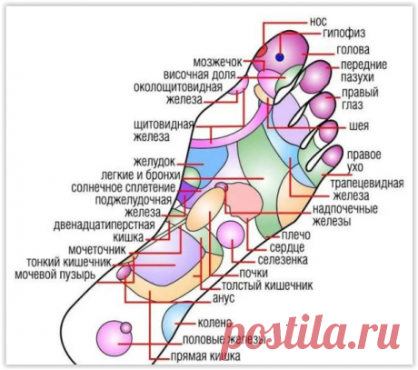 Гун-сунь: китайская точка для массажа, помогающая при бессоннице и отеках.