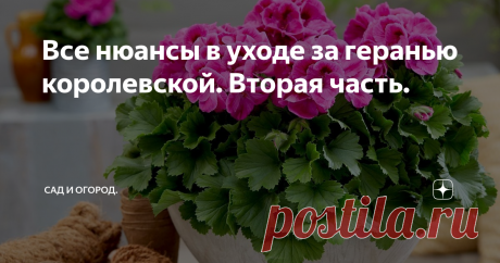 Все нюансы в уходе за геранью королевской. Вторая часть. Доброе время суток мои любимые читатели! Сегодня вы сможете почерпнуть для себя много всего полезного в разведении и уходе за геранью королевской.
Поговорим о всевозможных болезнях, которые часто подстерегают наш чудо-цветок. Герань – это цветок, который категорически не любит переизбытка влаги. При постоянном обильном заливании цветка водой, к нему могут прицепится «серая гниль» либо «чёрная