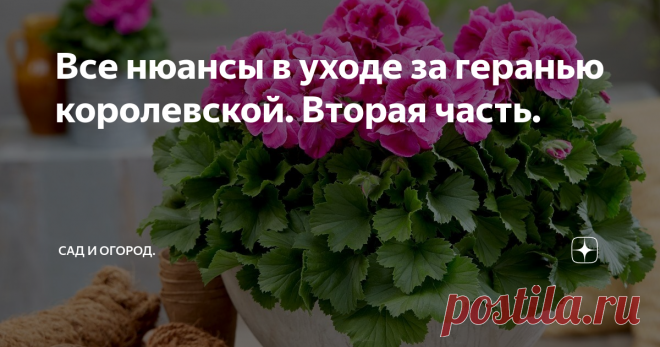 Все нюансы в уходе за геранью королевской. Вторая часть. Доброе время суток мои любимые читатели! Сегодня вы сможете почерпнуть для себя много всего полезного в разведении и уходе за геранью королевской.
Поговорим о всевозможных болезнях, которые часто подстерегают наш чудо-цветок. Герань – это цветок, который категорически не любит переизбытка влаги. При постоянном обильном заливании цветка водой, к нему могут прицепится «серая гниль» либо «чёрная