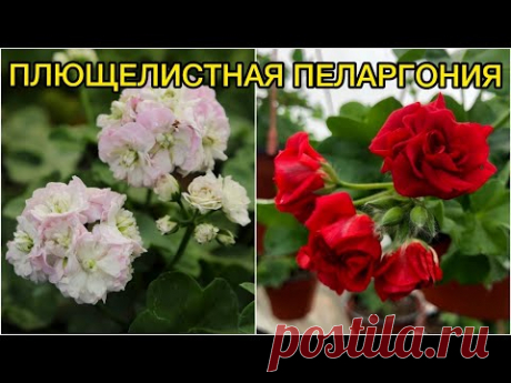 Плющелистная пеларгония от А до Я. Особенности выращивания и ухода.