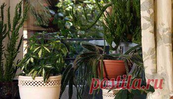 Как ухаживать за комнатными растениями.
