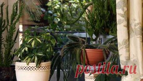 Как ухаживать за комнатными растениями.