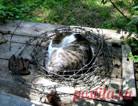 Веселые фотографии с животными