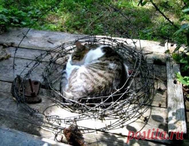 Веселые фотографии с животными