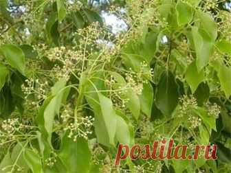 Применение камфоры в народной медицине Камфора представляет собой лекарственное вещество растительного происхождения, которое обладает аналептическими свойствами. Это означает, что средство может раздражать дыхательный и сосудодвигательный центр в головном мозге при их угнетении различными факторами.