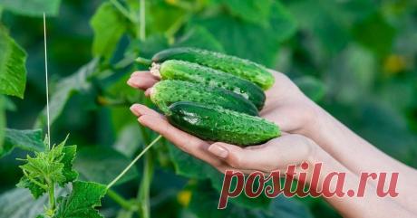 Рассказываю о сильной Подкормке для огурцов. Новые огурчики растут очень активно до октября. Урожай здоровый и обильный | КОТоПЁСоМАНИЯ | Яндекс Дзен