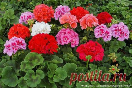 Чтобы герань всегда радовала цветением...