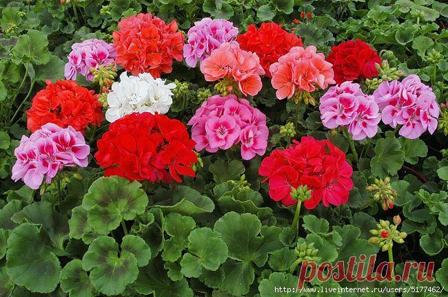 Чтобы герань всегда радовала цветением...