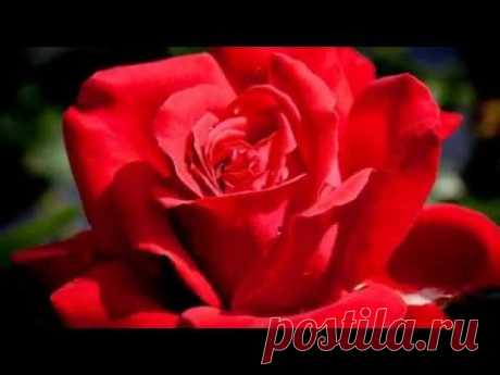Очень красивые розы и музыка Игоря Крутого.Very beautiful music .