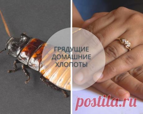 К чему снятся Тараканы. Видеть во сне много живых тараканов в квартире или доме