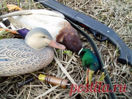 Охота на селезня с подсадной / Богатая добыча
