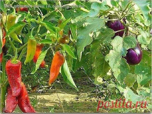 🍆Перцы и баклажаны в одной теплице: как получить хороший урожай при совместном выращивании.