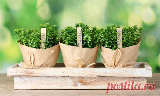 12 овощей, которые легко вырастить дома