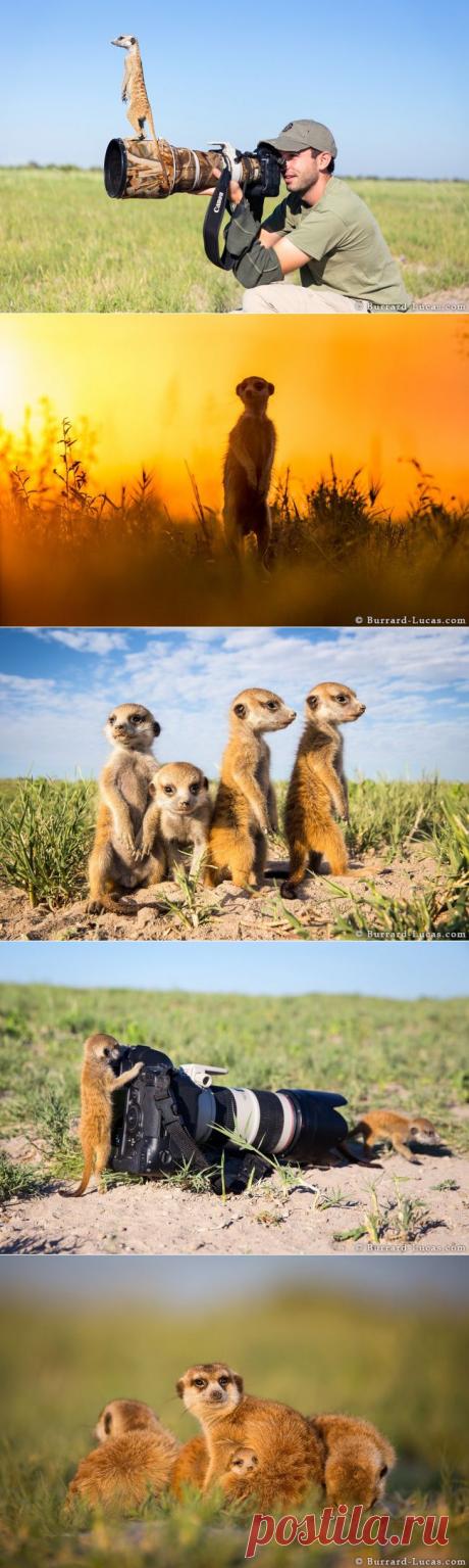 Сурикат — друг человека | Prikolisti.com