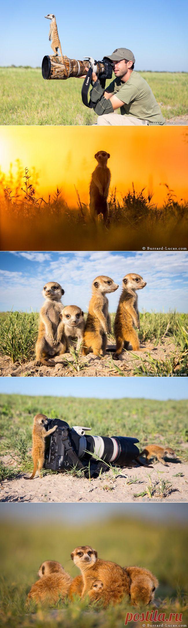 Сурикат — друг человека | Prikolisti.com