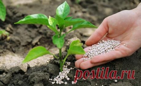 Чем подкормить рассаду перца, чтобы были толстенькие после пикировки