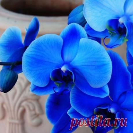 Секрет цветущей орхидеи!