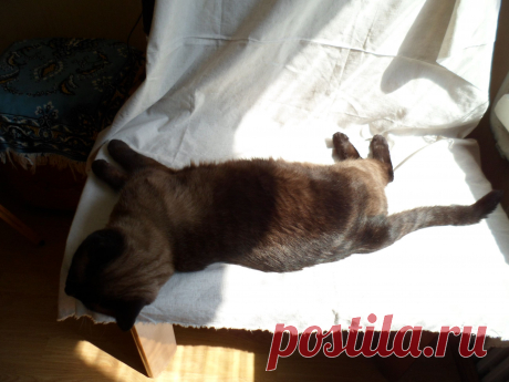 Не успела постелить драпировку под натюрморт, Ирбис уже занял место