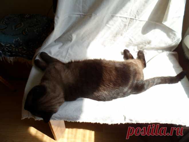 Не успела постелить драпировку под натюрморт, Ирбис уже занял место