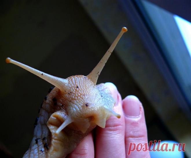 Ахатины - самые крупные наземные моллюски