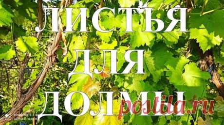ТРИ СПОСОБА ЗАГОТОВКИ ВИНОГРАДНЫХ ЛИСТЬЕВ ДЛЯ ДОЛМЫ #137 | КАЗАН и САДЖ | Дзен