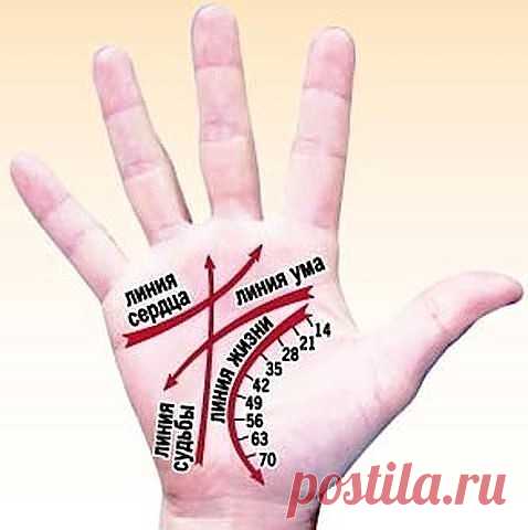 КАК ЧИТАТЬ ЛИНИИ НА РУКАХ
Немного о том, что мы и как можем прочитать по нашей руке благодаря хиромантии. Другими словами - как гадать по руке и с чего начать :) 
1. Определите ту руку, какую необходимо изучать.
В хиромантии существуют понятия «активная рука» и «пассивная рука». Активная рука – это чаще всего та рука, которой вы пишете, соответственно пассивная – другая. Пассивная рука отвечает за наследственные признаки, за то, что в вас заложено генетически, а активная –...
