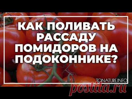 Как поливать рассаду помидоров на подоконнике? | toNature.Info