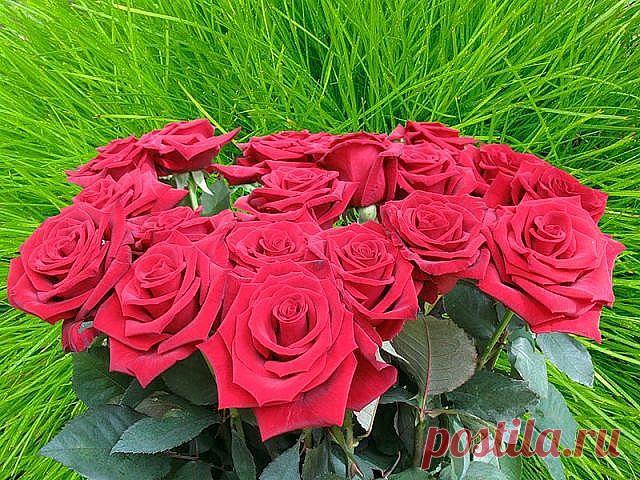 Красивые Цветы  Для Тебя