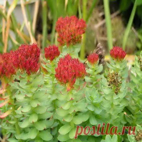 Шалфей и родиола от бесплодия.