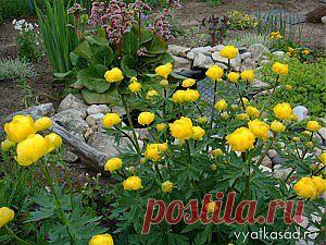 Купальница: выращивание, размножение, фото | Вятский сад