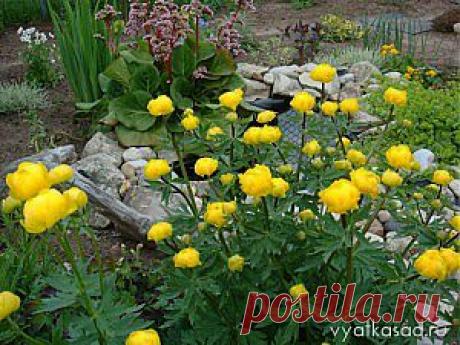 Купальница: выращивание, размножение, фото | Вятский сад