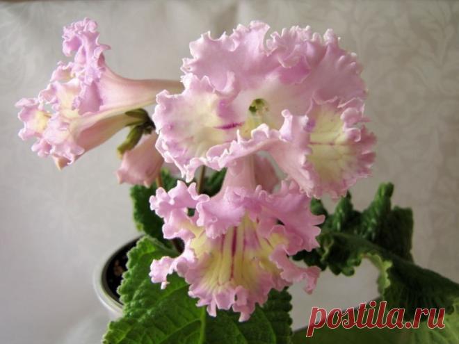 Семейство геснериевых Геснериевых насчитывается более 3200 видов, объединенных в примерно 150 родов. Место их естественного обитания – тропики и субтропики. В природе эти растения поселяются под пологом леса, в трещинах ск…